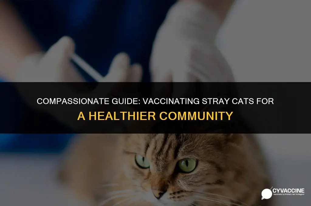 how to vaccinate a stray cat