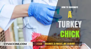 Safeguarding Your Turkey Chicks: A Step-by-Step Vaccination Guide