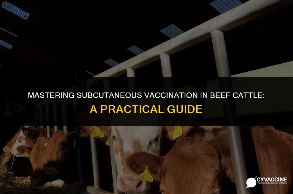 how to vaccinate beef cattle subcutaniously