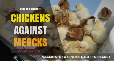 Protecting Your Flock: A Guide to Vaccinating Chickens Against Marek's