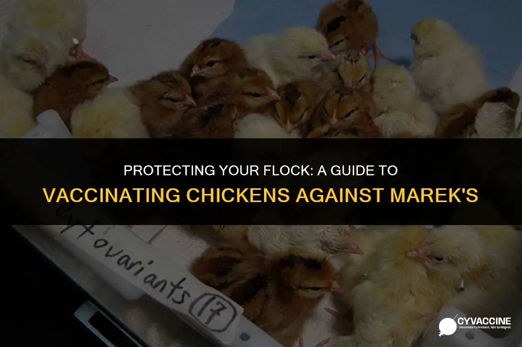 how to vaccinate chickens against mercks