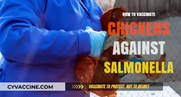 Protecting Your Flock: A Guide to Vaccinating Chickens Against Salmonella