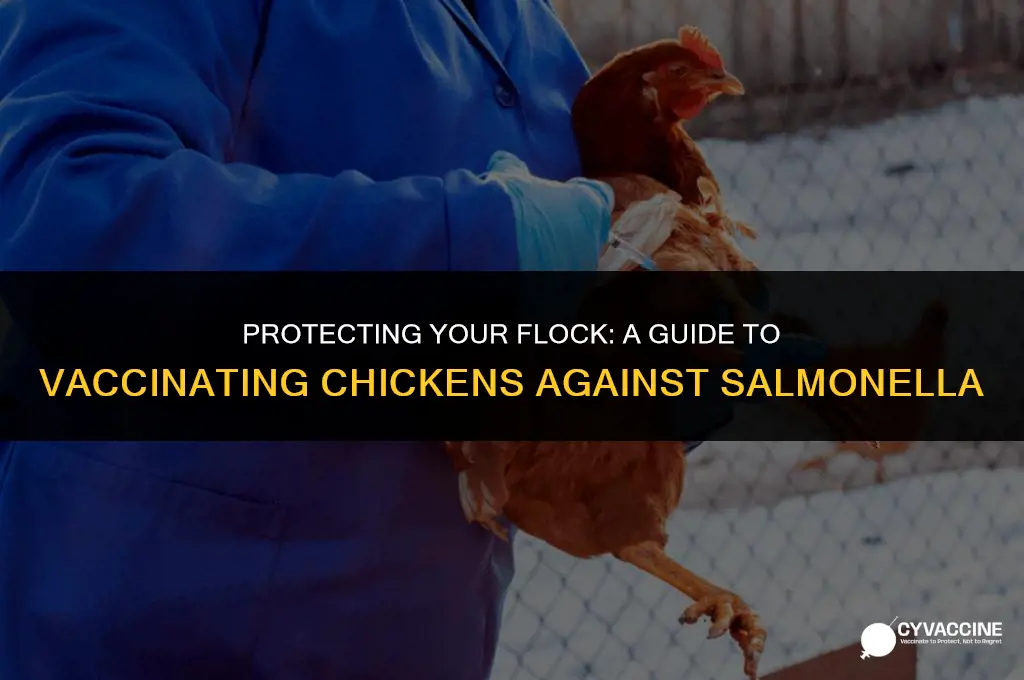 how to vaccinate chickens against salmonella