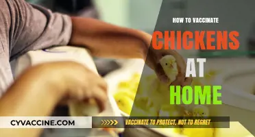 DIY Chicken Vaccination: A Step-by-Step Guide for Home Farmers