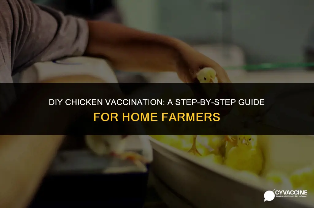 how to vaccinate chickens at home
