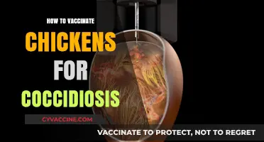 Protecting Your Flock: A Guide to Vaccinating Chickens Against Coccidiosis