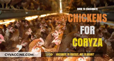 Protecting Your Flock: A Guide to Vaccinating Chickens Against Coryza