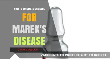 Effective Marek's Disease Vaccination Guide for Healthy Chicken Flocks