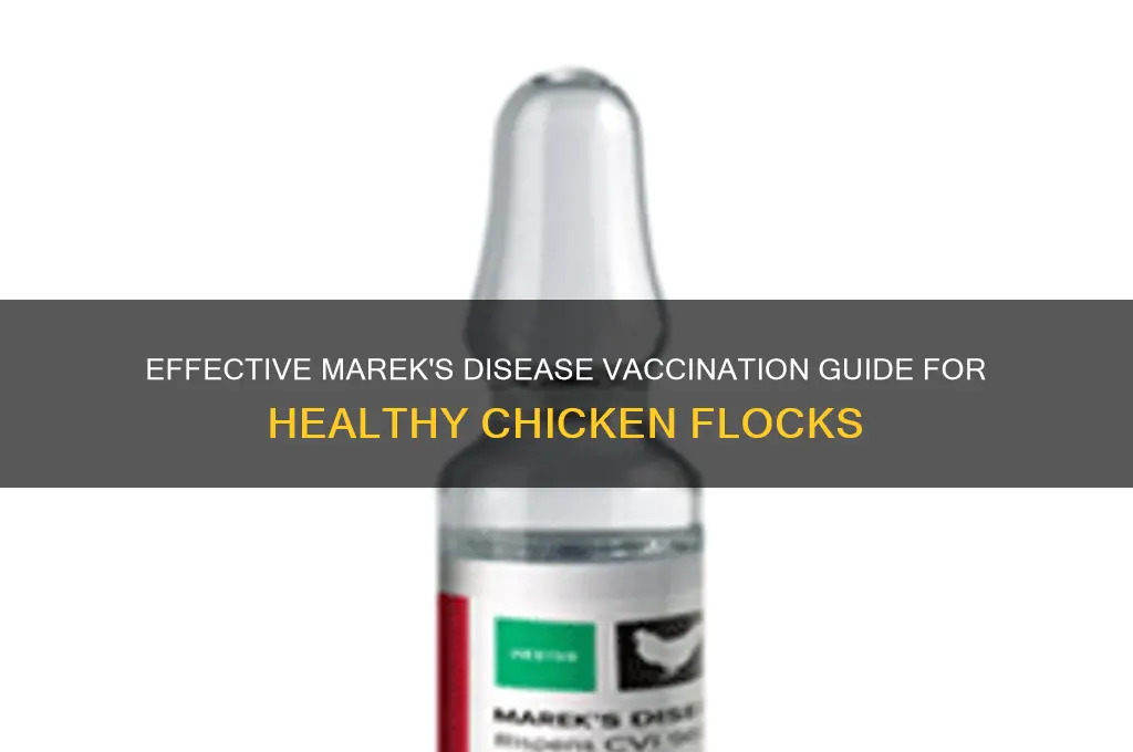 how to vaccinate chickens for marek