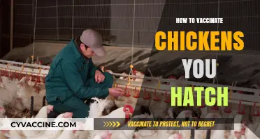 Hatching Healthy: A Guide to Vaccinating Your Backyard Chickens
