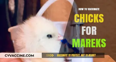 Effective Marek's Vaccination Guide for Healthy Chickens: Step-by-Step Process