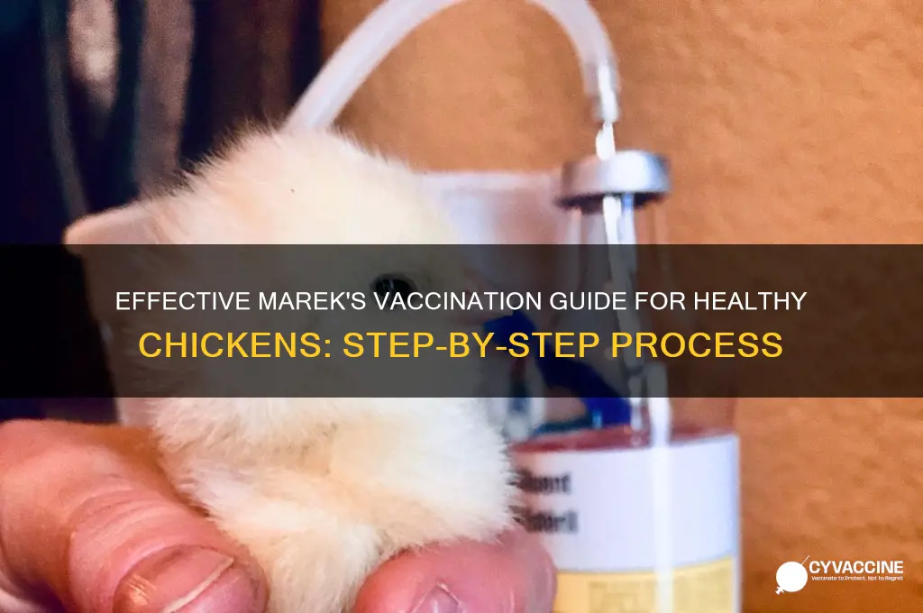 how to vaccinate chicks for mareks