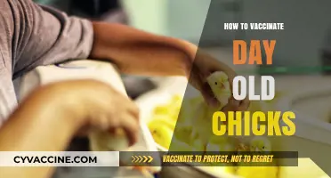 Safeguard Your Flock: A Guide to Vaccinating Day-Old Chicks