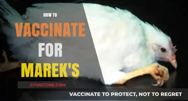 Protecting Your Poultry: A Guide to Marek's Disease Vaccination