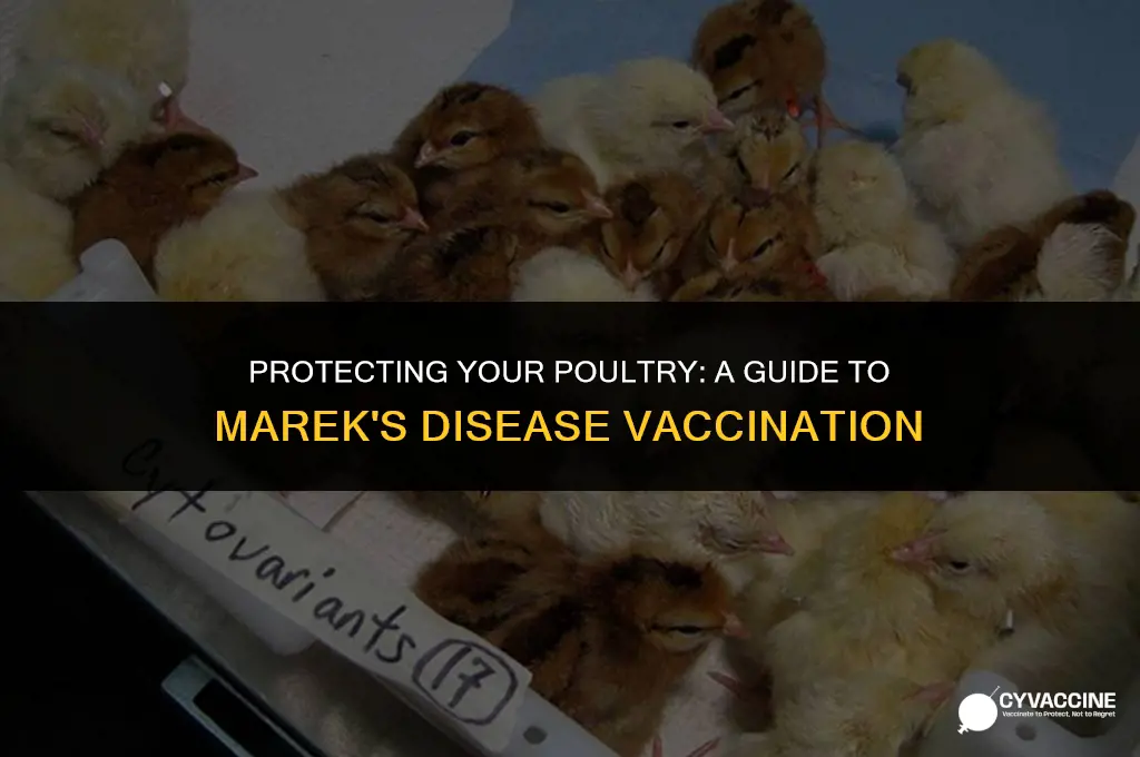 how to vaccinate for marek