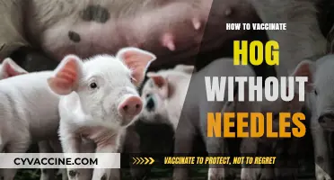 Innovative Needle-Free Vaccination Methods for Hogs: A Comprehensive Guide