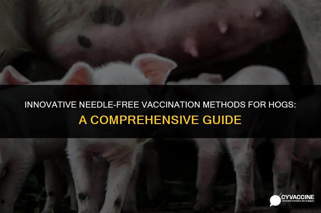 how to vaccinate hog without needles