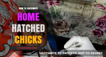 Safeguarding Your Flock: A Guide to Vaccinating Home-Hatched Chicks