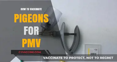 Protecting Your Pigeons: A Guide to PMV Vaccination
