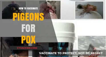 Protecting Your Pigeons: A Comprehensive Guide to Pox Vaccination
