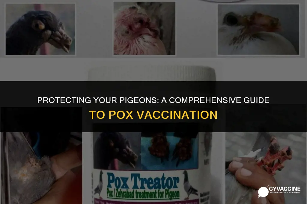 how to vaccinate pigeons for pox