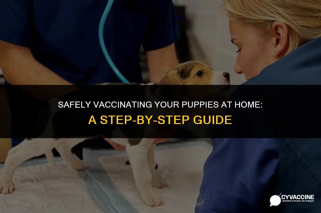 how to vaccinate puppies at home