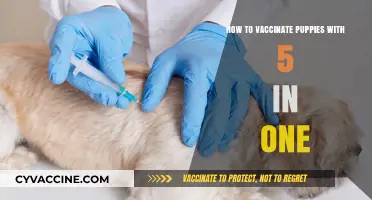 Puppy Vaccination Guide: Administering the 5-in-1 Shot Safely