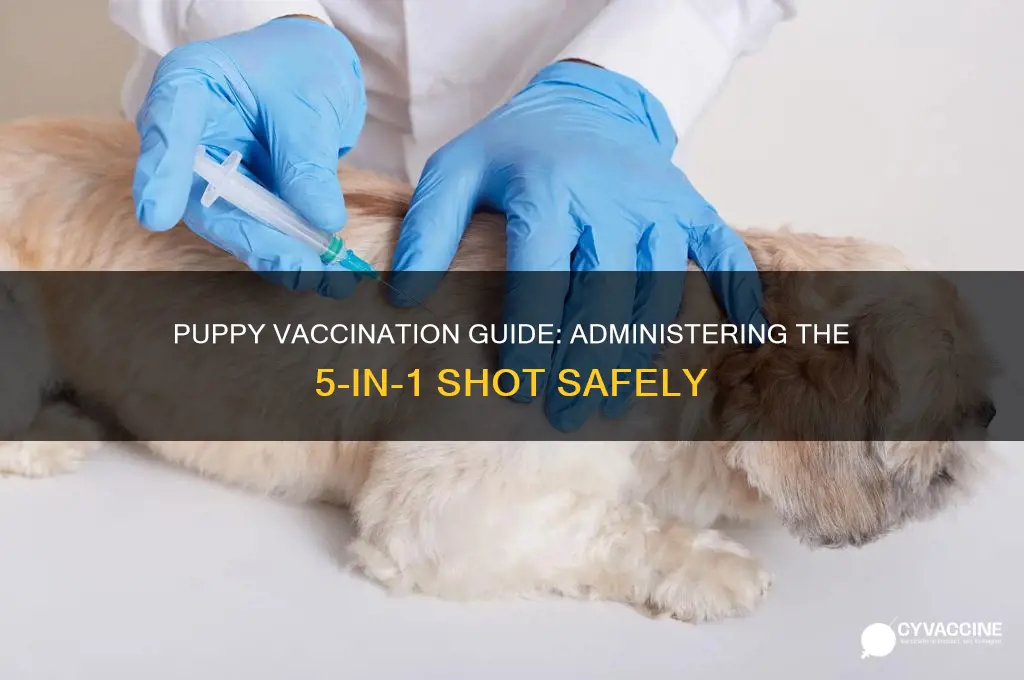 how to vaccinate puppies with 5 in one