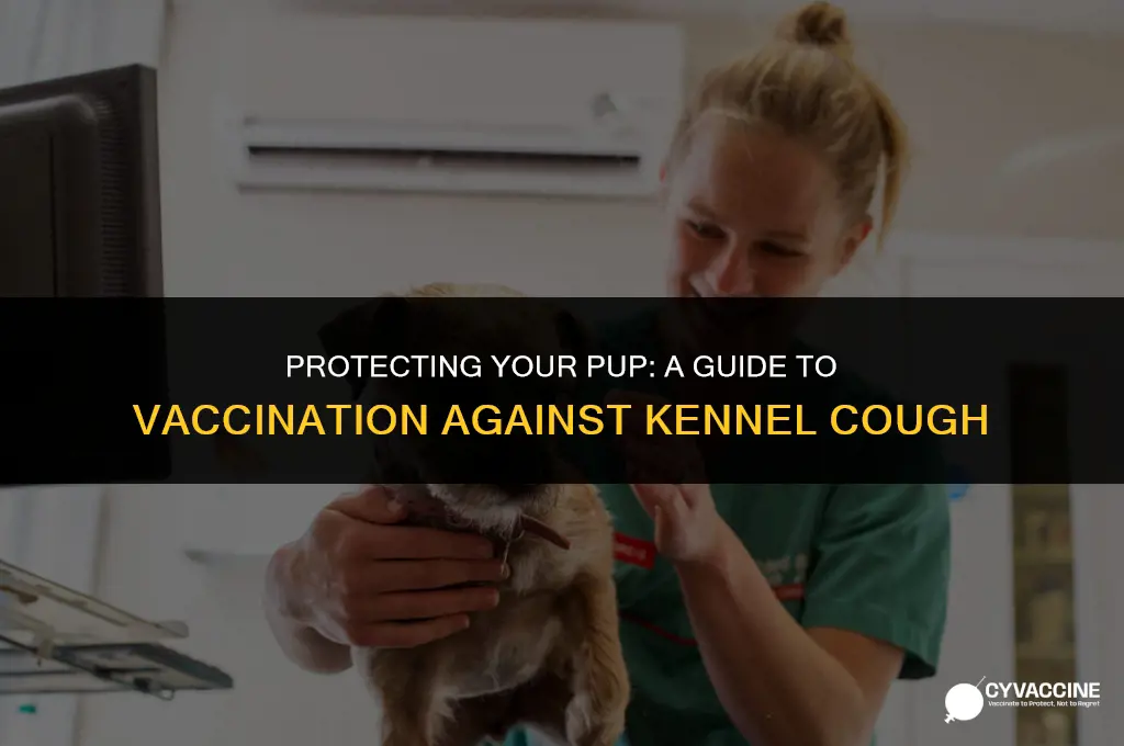 how to vaccination against kennel cough