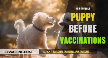 Safely Socializing Your Puppy: Pre-Vaccination Walking Tips