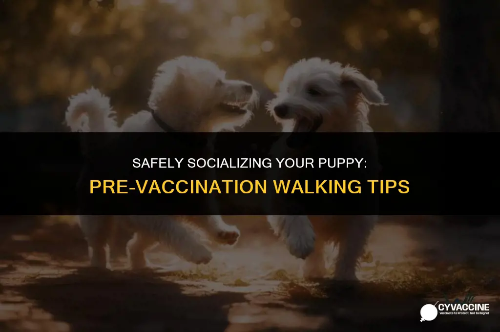 how to walk puppy before vaccinations