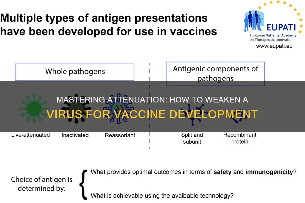 how to weaken a virus for a vaccine