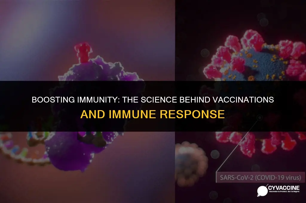 how vaccinations jumpstart the immune system