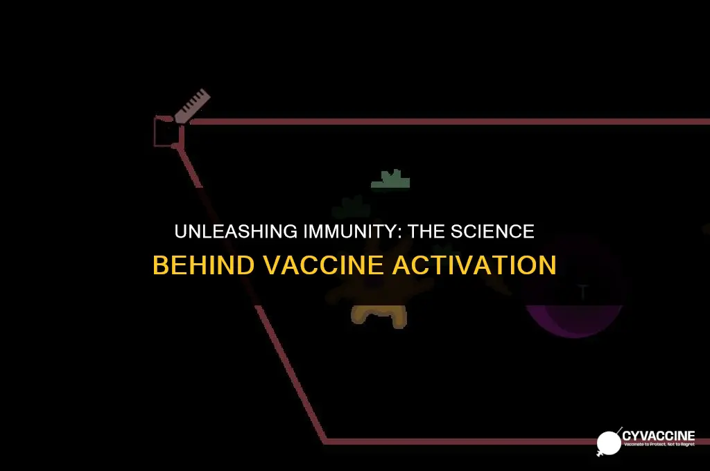 how vaccines activate the immune system