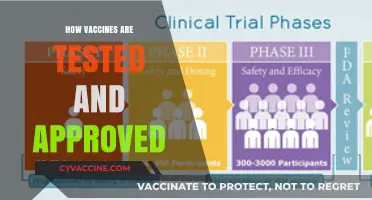 The Rigorous Journey: How Vaccines are Tested and Approved