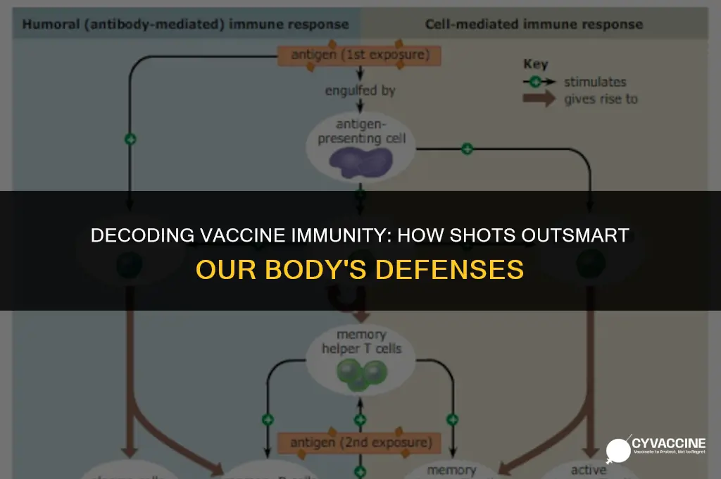 how vaccines bypass normal immune system