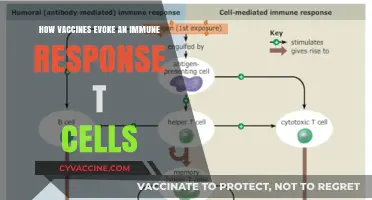 How Vaccines Activate T Cells for Immune Response