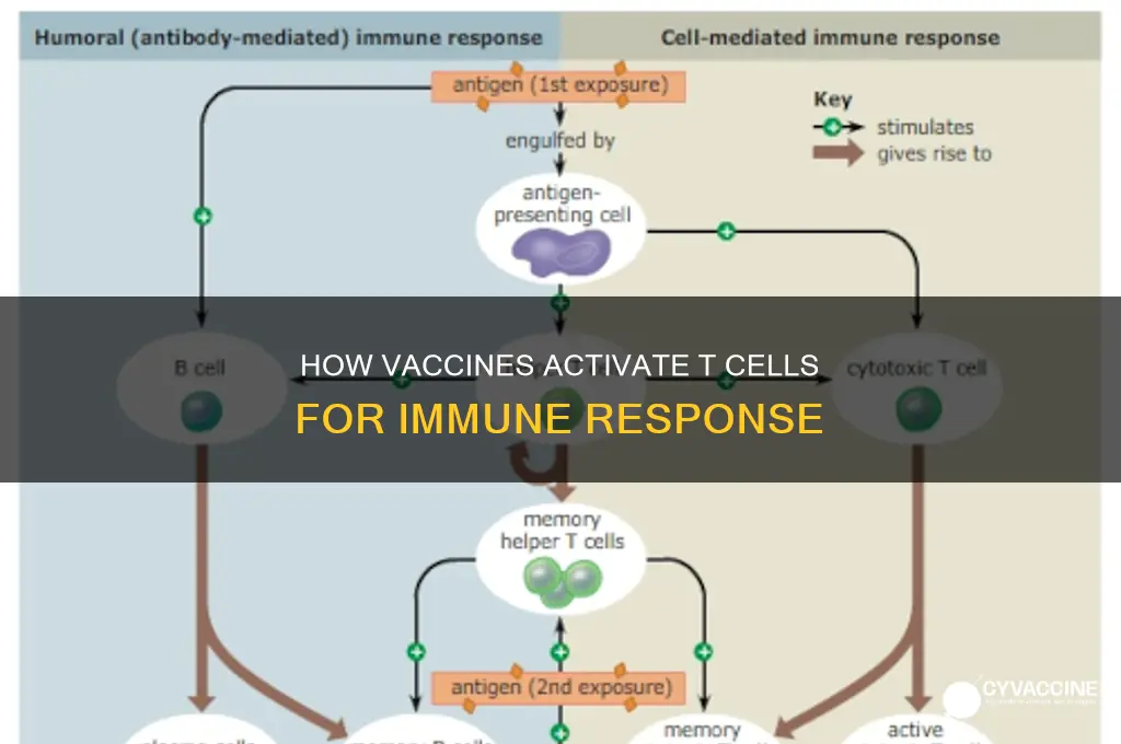how vaccines evoke an immune response t cells