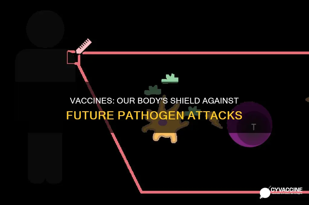 how vaccines protect our bodies against future pathogen attacks