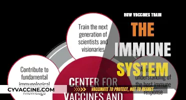 Boosting Immunity: The Science Behind Vaccine Training