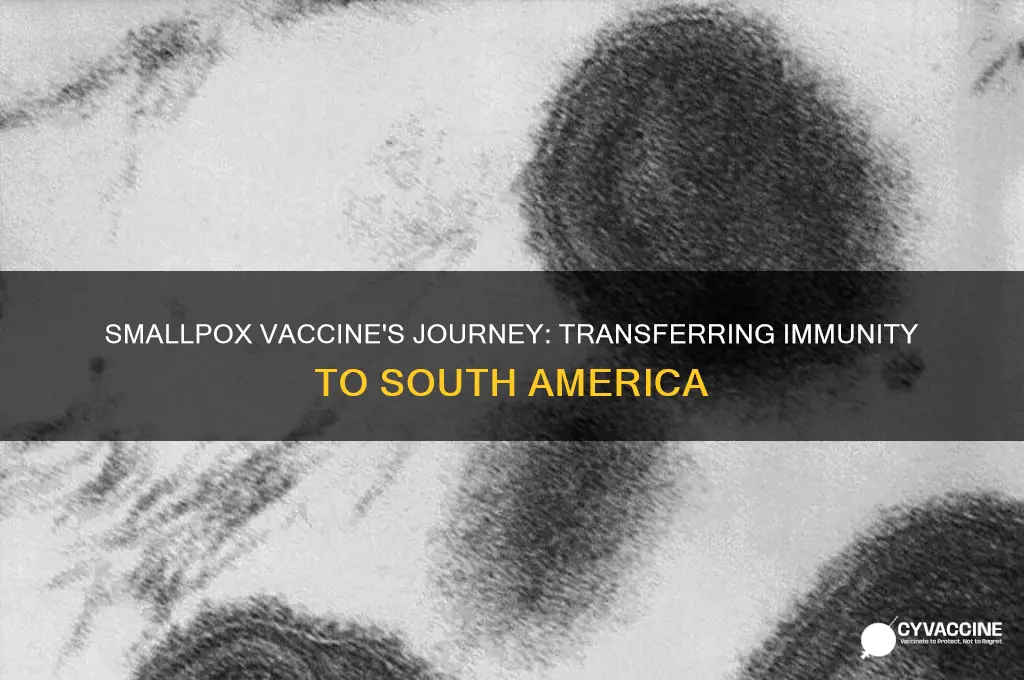how was smallpox vaccine transferred to south america