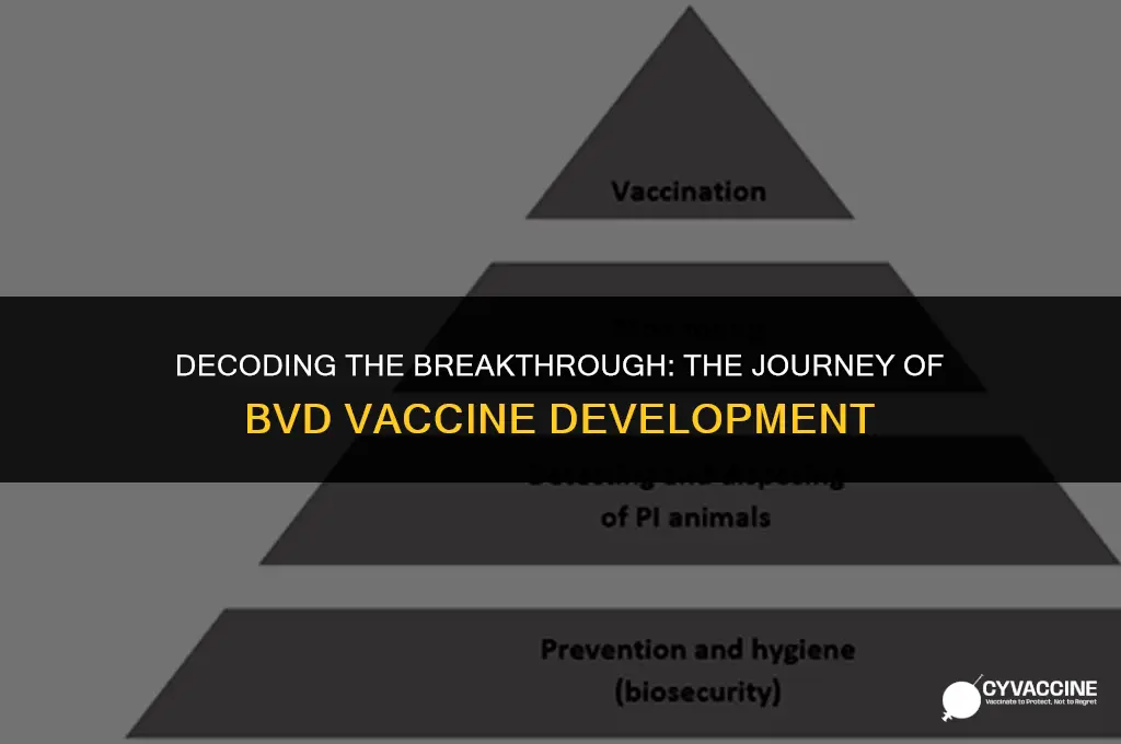 how was the bvd vaccine developed