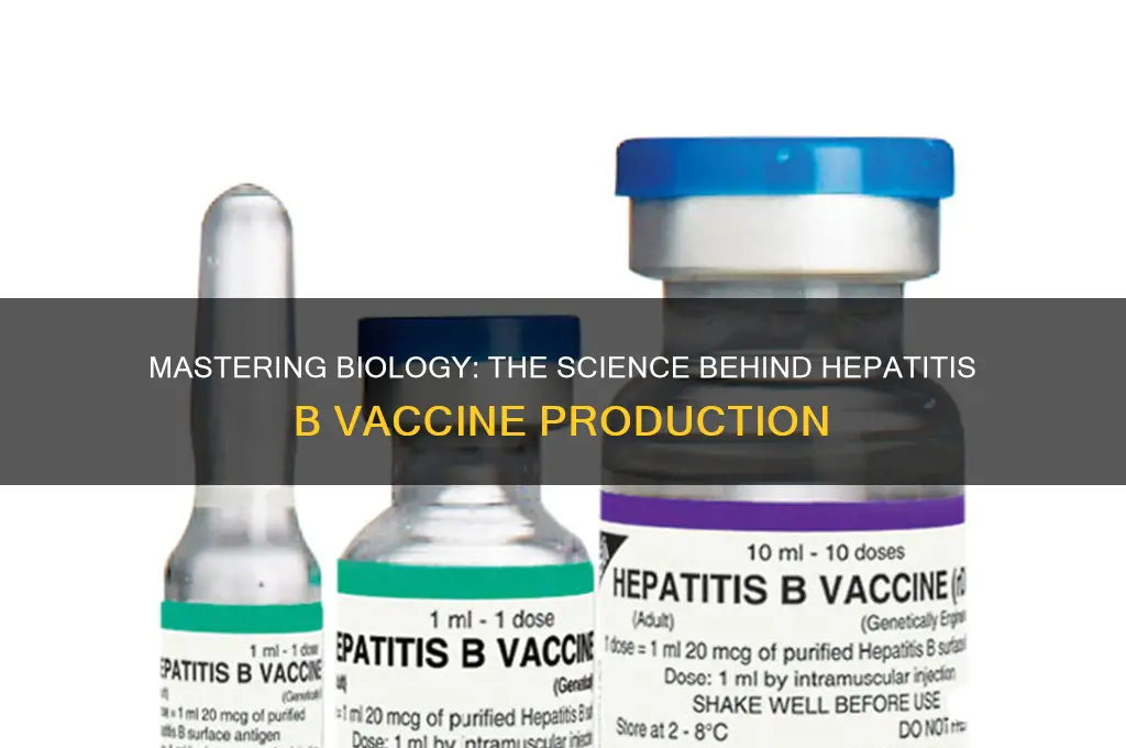 how was the hepatitis b vaccine produced mastering biology