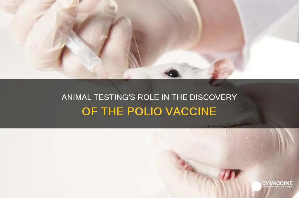 how was the polio vaccine discovered through animal testing