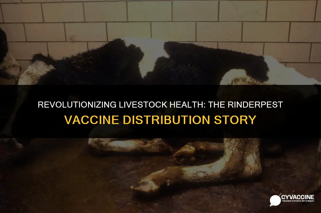 how was the rinderpest vaccine distributed