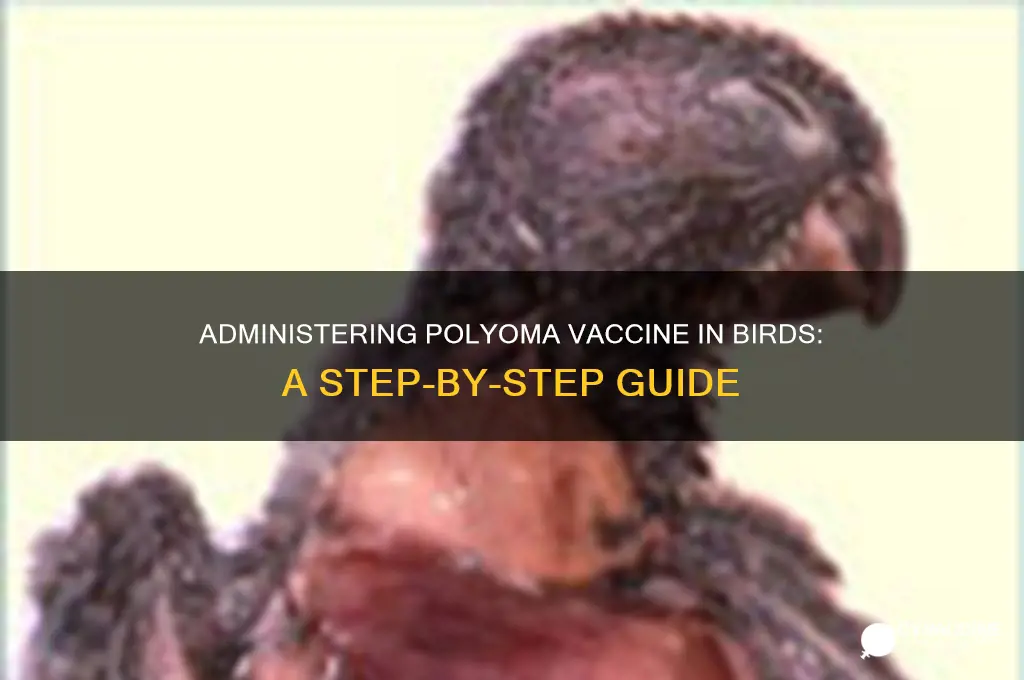 how would you administer polyoma vaccine in a bird