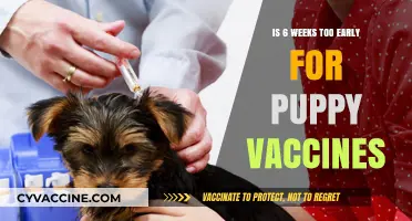 Puppy Vaccines: Is Six Weeks the Right Time to Start?