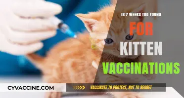 Kitten Vaccinations: Is Seven Weeks Too Early to Start?