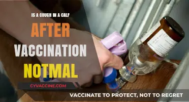 Cough in Calves Post-Vaccination: Normal or Cause for Concern?