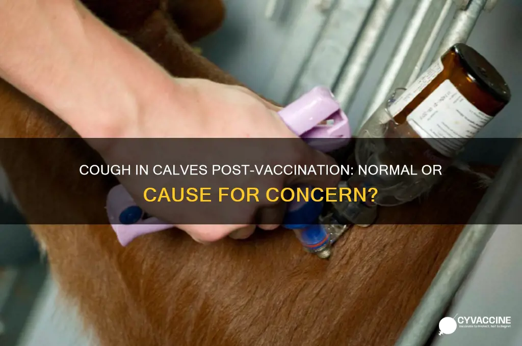 is a cough in a calf after vaccination notmal